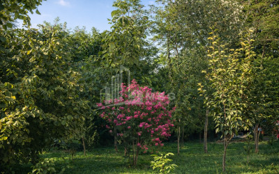 Business for sale Commercial Telavi Kakheti