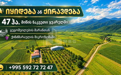 For Sale Vineyard - Chateau Land In Kvareli