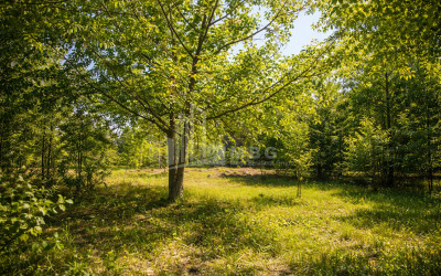 For-Sale-Land-Mchadijvari-village-Dusheti-Mtskheta---Mtianeti