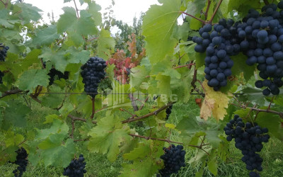 For Sale Vineyard - Chateau Land In Gori