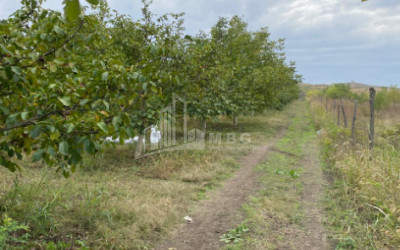 Продается Ореховый сад Земля В Мелани, Гурджаани