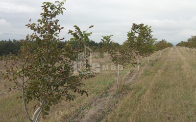 იყიდება მიწის ნაკვეთი ხაშური შიდა ქართლი