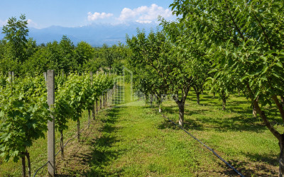 For Sale Orchards Land In Tsinandali, Telavi