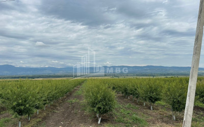 For Sale Land Sagarejo Kakheti