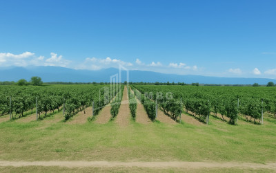 იყიდება ხეხილის ბაღი მიწის ნაკვეთი, ბაკურციხე