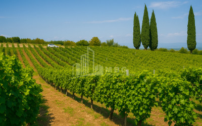 იყიდება მიწის ნაკვეთი ზეგაანი გურჯაანი კახეთი