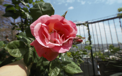 For Rent Building Commercial, in Mtatsminda