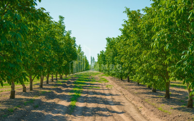 For Sale Land Does Kaspi Shida Kartli