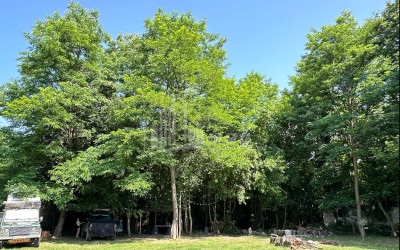 იყიდება ბიზნესი კომერციული ფართი თელავი კახეთი