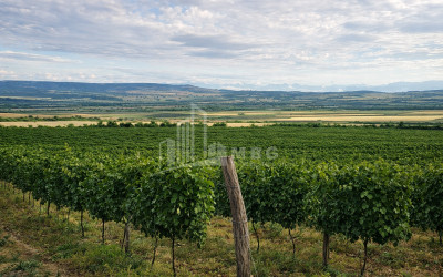 For Sale Vineyard - Chateau Land In Melani, Gurjaani