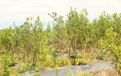For Sale Orchards Land In Senaki
