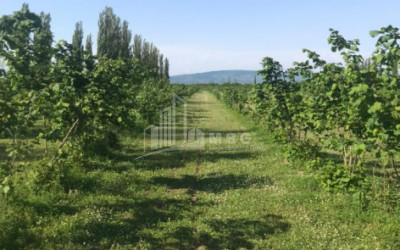 Продается Фруктовые сад Земля, в Сенакски