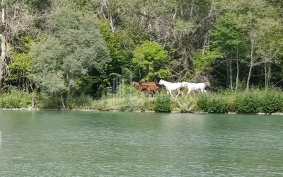 For Sale Lake - Fishing farm Land, in Gombori