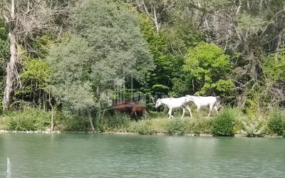 For Sale Lake - Fishing farm Land, in Gombori