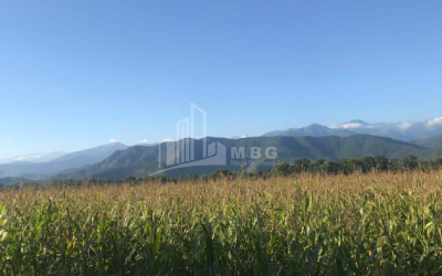 Продается Виноградник - Замковые Земля, в Телави