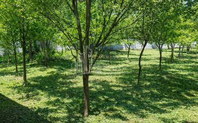 Business for sale Commercial Telavi Kakheti