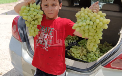 For Sale Land, Nosiri, Senaki, Samegrelo