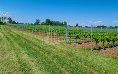 Продается Земля Кучатани Кварели Кахети