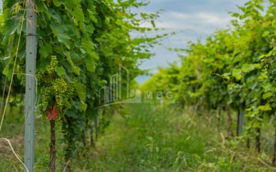 For Sale Land Napareuli Telavi Kakheti