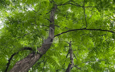 იყიდება ბიზნესი კომერციული ფართი თელავი კახეთი