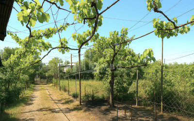 For Sale Land Poti Samegrelo   Upper Svaneti