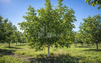 Продается Ореховый сад Земля В Мелани, Гурджаани
