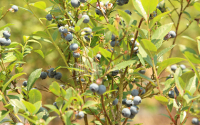 For Sale Orchards Land In Senaki
