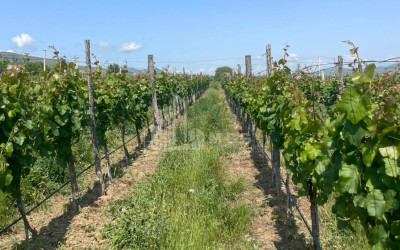 იყიდება კომერციული ფართი დოესი კასპი შიდა ქართლი