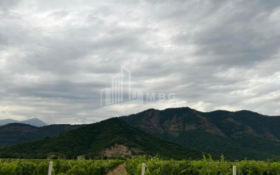 For Sale Land Napareuli Telavi Kakheti