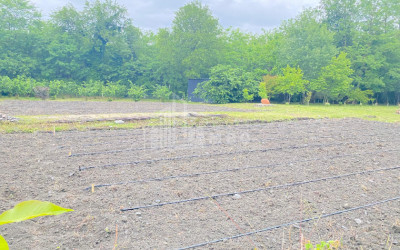 იყიდება ბიზნესი კომერციული ფართი თელავი კახეთი