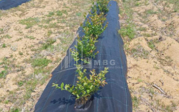 For Sale Blueberry orchard Land In Baileti, Ozurgeti
