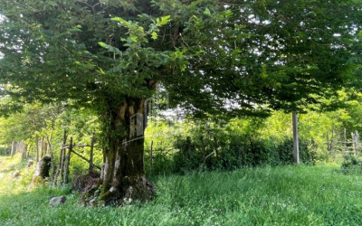 Продается Дачные Земля, в Сенакски