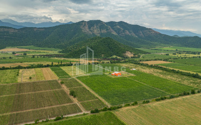 For Sale Land Napareuli Telavi Kakheti