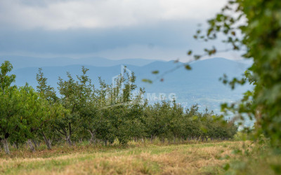 For Sale Land Kakheti