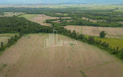 For Sale Land Telavi Kakheti