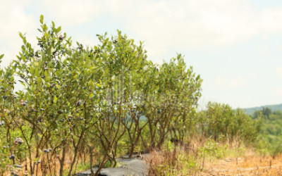 For Sale Orchards Land In Senaki