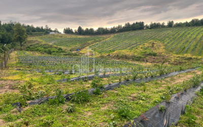 For Sale Blueberry orchard Land In Baileti, Ozurgeti