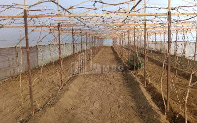 For Sale Land, Nosiri, Senaki, Samegrelo