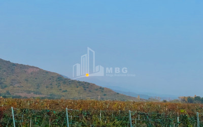 For Sale Land Kvareli Kakheti