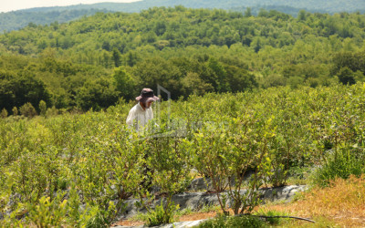 For Sale Orchards Land In Senaki