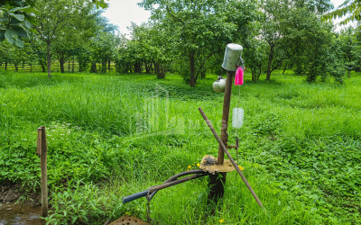 For Sale Land Chibati village Lanchkhuti Municipalities of Guria