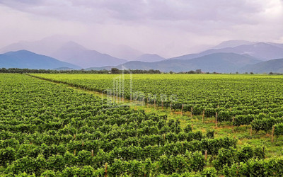 For Sale Commercial Kvareli City Kvareli Kakheti