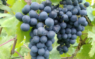 For Sale Vineyard - Chateau Land In Gori