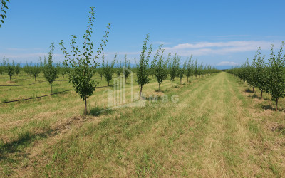 იყიდება ხეხილის ბაღი მიწის ნაკვეთი, ბაკურციხე