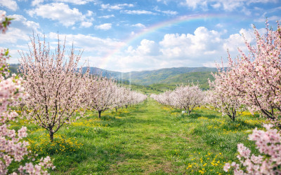 For Sale Land Bolnisi Kvemo Kartli