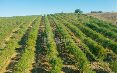 For Sale Land Does Kaspi Shida Kartli