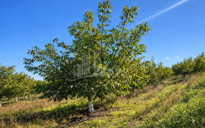 Продается Ореховый сад Земля В Мелани, Гурджаани