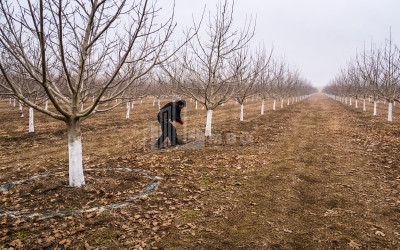 Продается Ореховый сад Земля В Мелани, Гурджаани