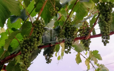 For Sale House - Villa, in Bulachauri