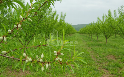 For Sale Land Bolnisi Kvemo Kartli